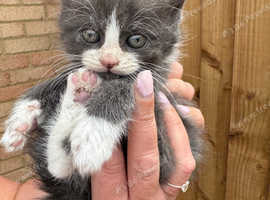 Five beautiful kittens for sale, half Persian