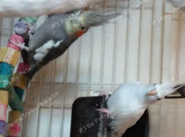 Bonded pair of cockateils