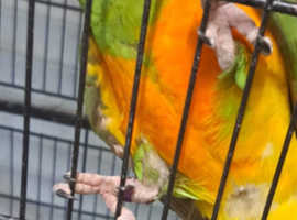 Hand reared Senegal Parrot For Sale