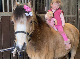 **Beautiful dun registered section A mare**