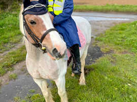 Gorgeous 13.1hh Strawberry Roan mare for sale.