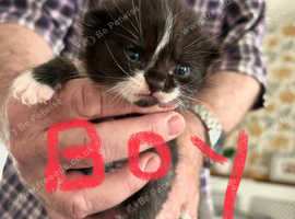 Beautiful half Persian kittens for sale
