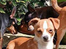 (Reserved) Russian Toy Terrier Puppy