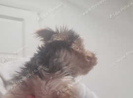 Mini yorkie