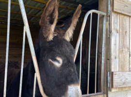 Mamouth donkey Jenny foal