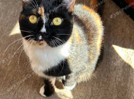 Beautiful 12 month old Cat
