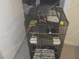 Canarie Parrot