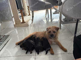 5 Border Terrier Girls for sale