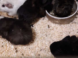 Male guinea pigs for sale liverpool l4 2rj
