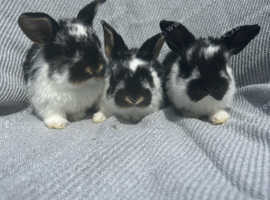 French lops