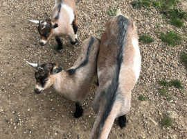 Pygmy goat pets for sale £150 - Robertsbridge