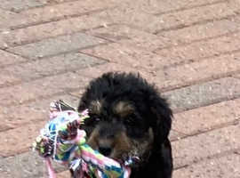 Welsh terrier x toy poodle