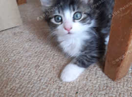 Mixed Breed bengal long haired kitten