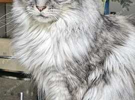 Main coon for sale