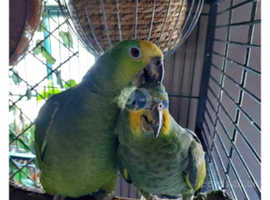 Pet Birds in Boldon Colliery Find Pets at Freeads in Boldon