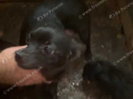 Chorkie puppies