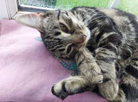 13 month old female kitten