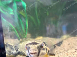 Mbu puffer fish and fluvel tank
