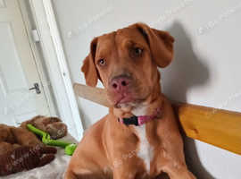Hungarian vizsla x