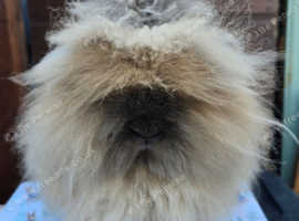 Gorgeous picasso is looking for a 5* home