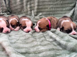 Kc Pembroke corgi puppies