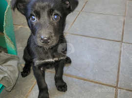 1 beautiful female looking for her new family. Border collie cross kelpie puppies.