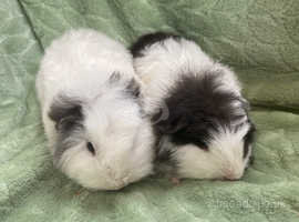 Pair of Bonded Swiss Guinea Pigs for sale