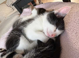 Female Black and white 7 week old kitten