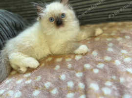 BEAUTIFUL RAGDOLL KITTENS READY TO LEAVE NOW