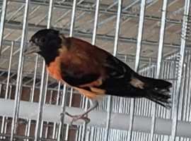 Mixed cage n aviary birds