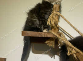4 Adorable Maine Coon kittens