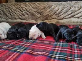 Kc registered hotsell dogs for sale