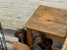 Male and Female Cocker Spaniel Puppies For Adoption