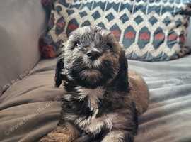 Bay Lhasapoo puppy.