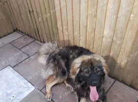Large male 12mths old excellent temperament good with children and other dogs for sale due to new job commitments