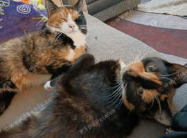 Two very unique cats