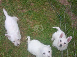 PURE WESTHIGHLAND TERRIER PUPPIES REGISTERED WITH FREE INSURANCE