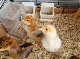 Mixed Chicks available