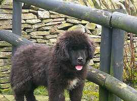 Pedigree  Newfoundland Female puppy ready now
