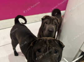 My names dools male dog wanting a home