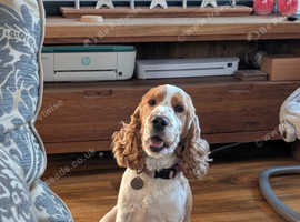 KC male show cocker spaniel