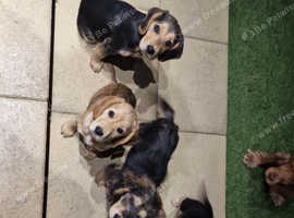Spanador puppies  Labrador cross cocker spaniel 8 weeks old