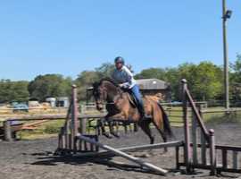 Stunning big bay gelding 15.3hh