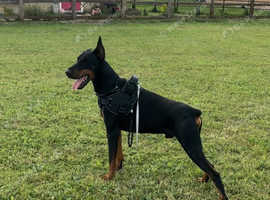 Dobermann 5.5yr