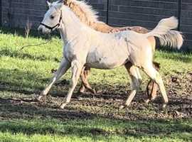 American Quarter Horse Colt
