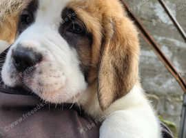 Beautiful kc registered saint bernard pups