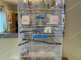 3 budgies and cage
