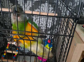 Senegal parrot complete with cage hand reared  comes complete with cages everything