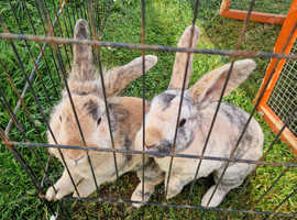 2x Rabbits for sale