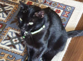 Male cat for rehoming